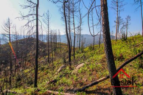 Terreno com Viabilidade Florestal para venda