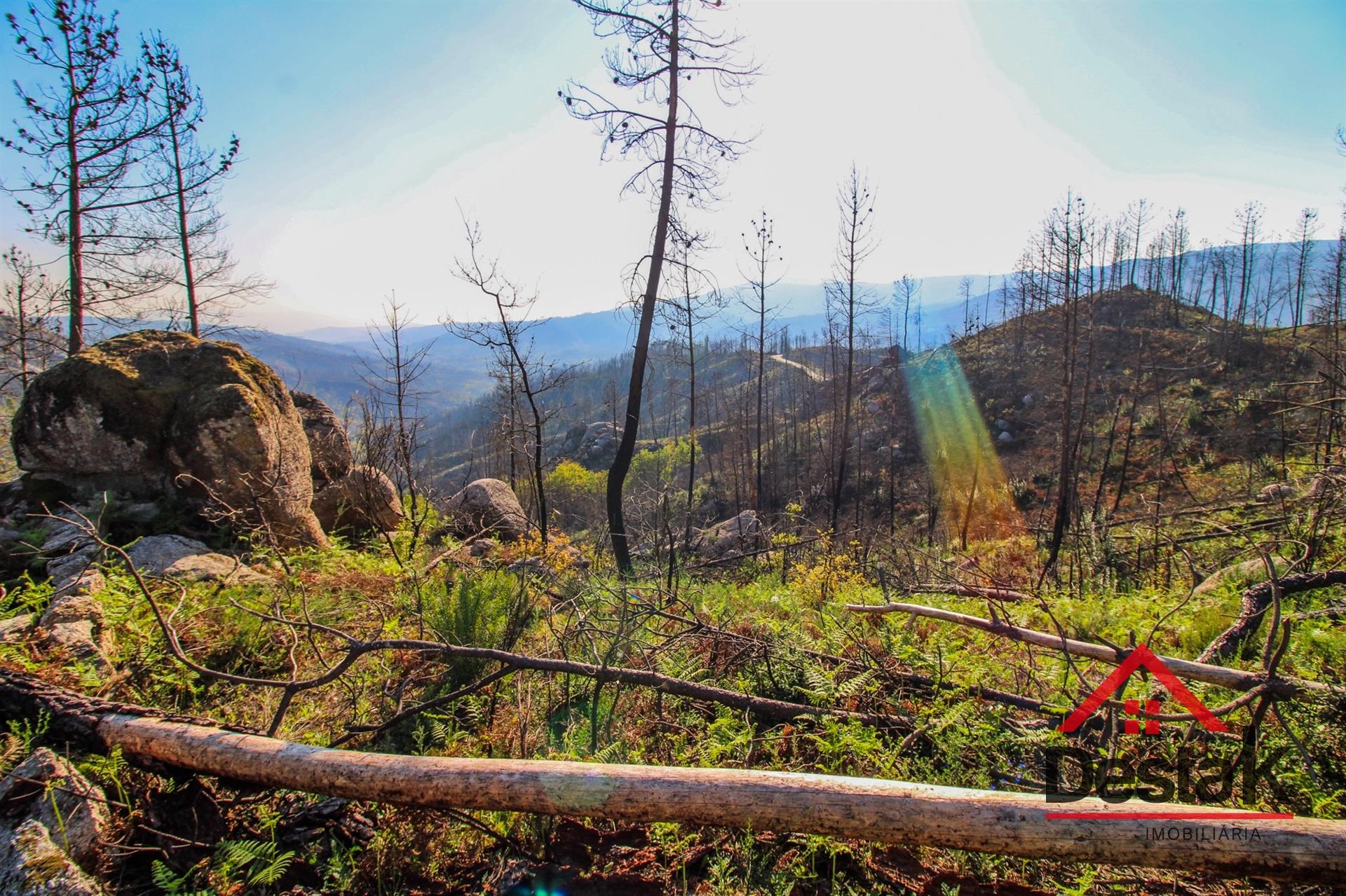 Terreno com Viabilidade Florestal para venda