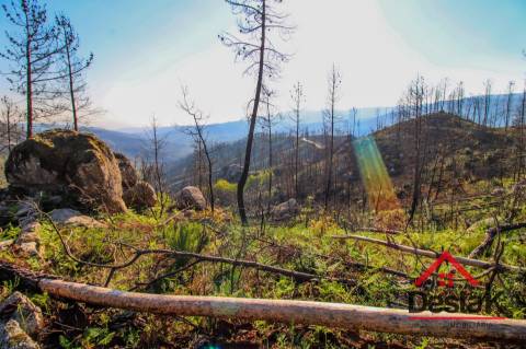 Terreno com Viabilidade Florestal para venda