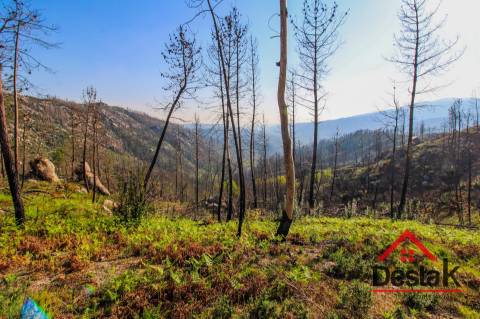 Terreno com Viabilidade Florestal para venda