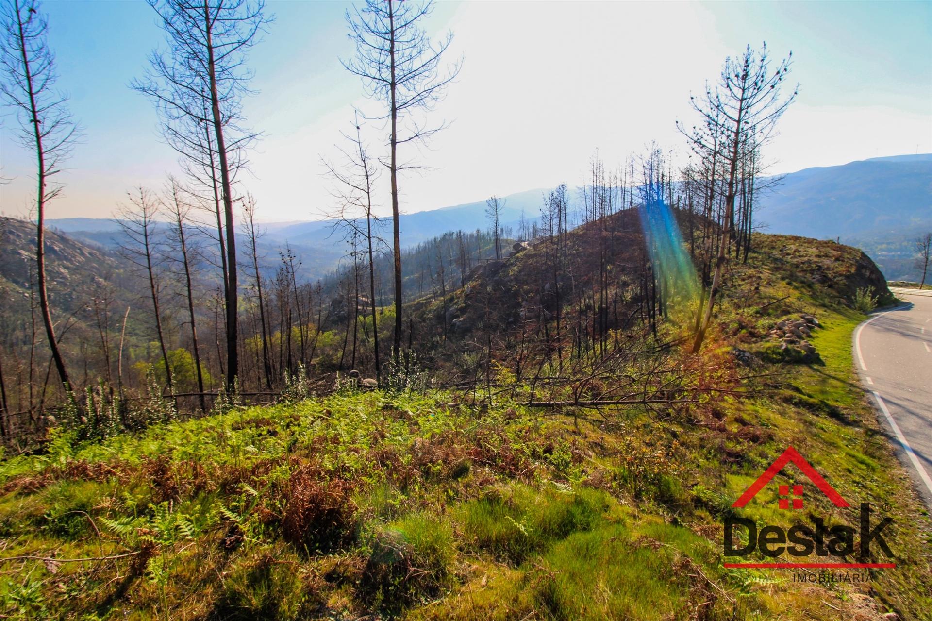 Terreno com Viabilidade Florestal para venda
