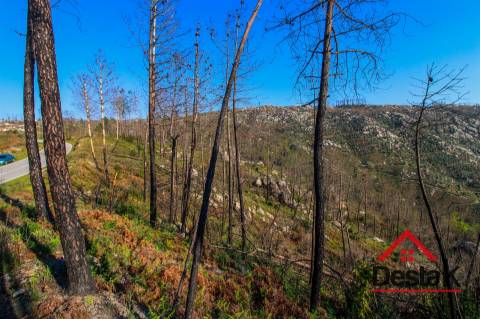 Terreno com Viabilidade Florestal para venda