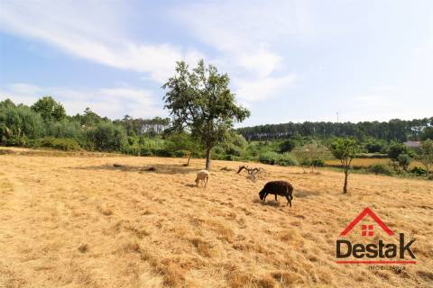 Terreno com viabilidade de construção e cultivo em Viseu.