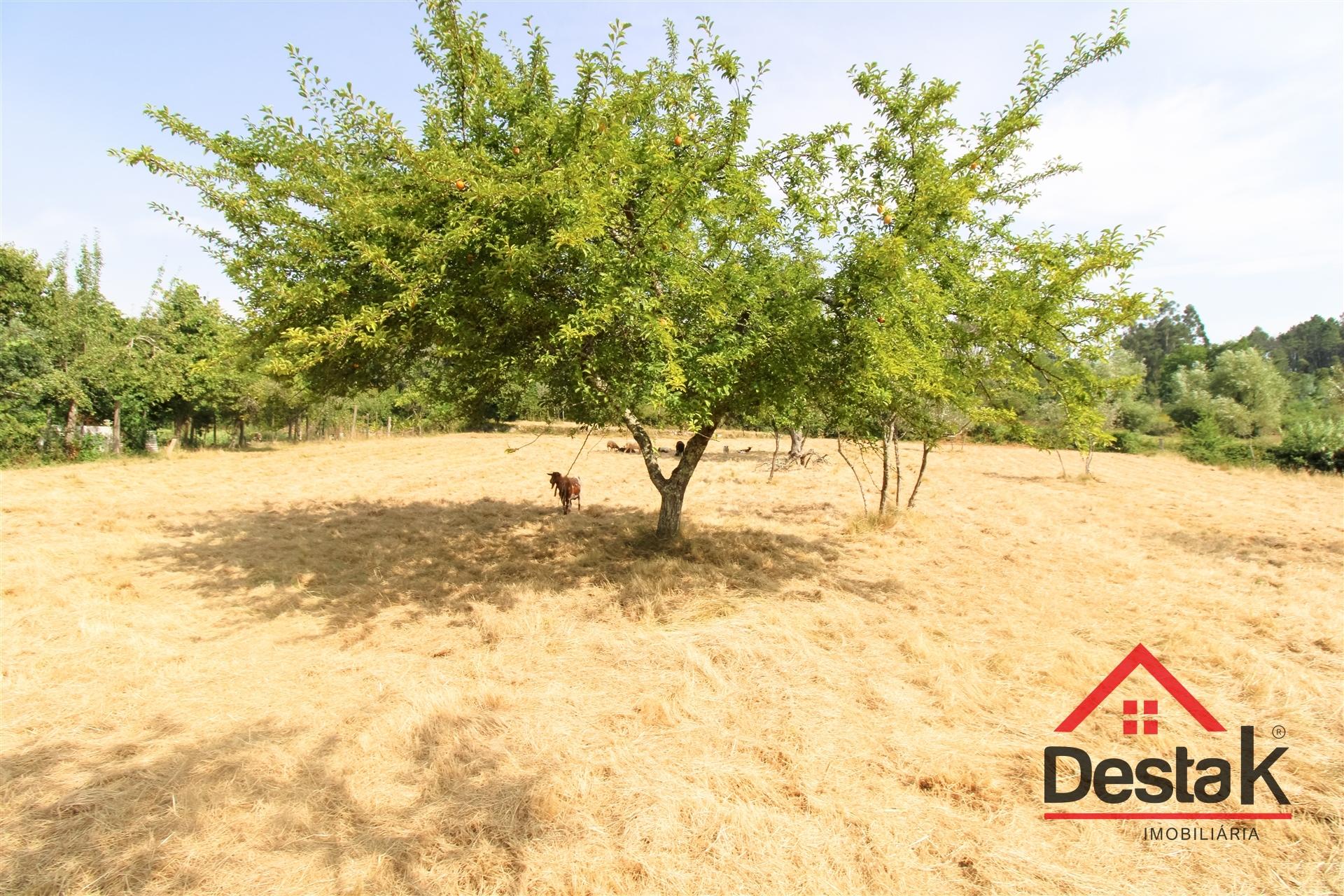 Terreno com viabilidade de construção e cultivo em Viseu.