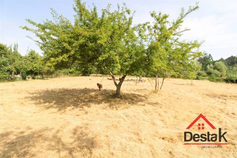Terreno com viabilidade de construção e cultivo em Viseu.