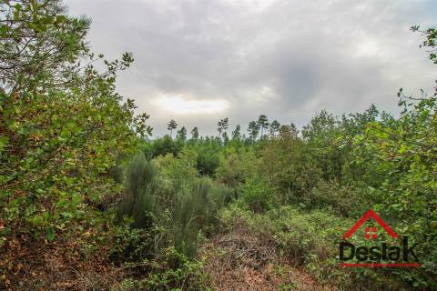 Terreno com 1,7ha em S. João de Lourosa Viseu