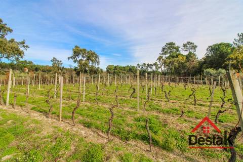 Quinta Vinhateira na região do Dão em Passos de Silgueiros