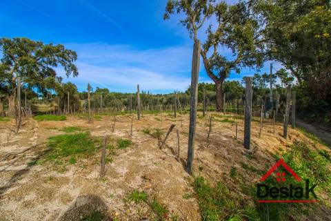 Quinta Vinhateira na região do Dão em Passos de Silgueiros