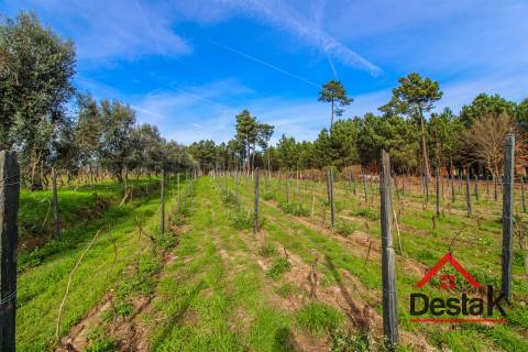 Quinta Vinhateira na região do Dão em Passos de Silgueiros