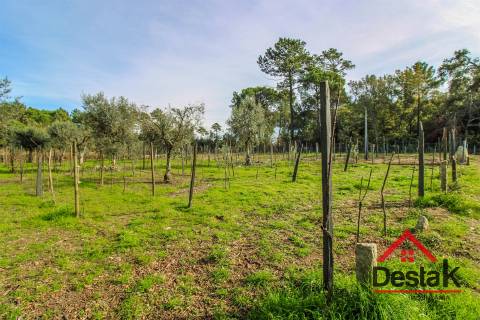 Quinta Vinhateira na região do Dão em Passos de Silgueiros