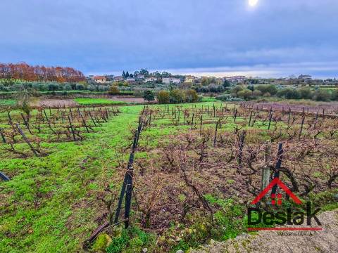 Terreno Rústico  Venda em Rio de Moinhos,Sátão