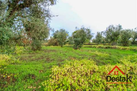 Terreno para venda com área de 2550m2 em Silgueiros, Viseu