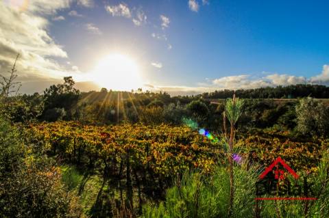 Quinta Encantadora em Parada de Gonta – 11.000 m² de Natureza, Produção e Potencial