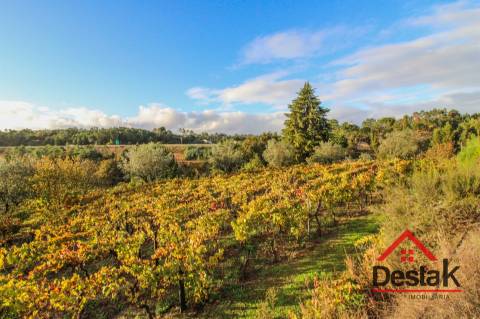 Quinta Encantadora em Parada de Gonta – 11.000 m² de Natureza, Produção e Potencial