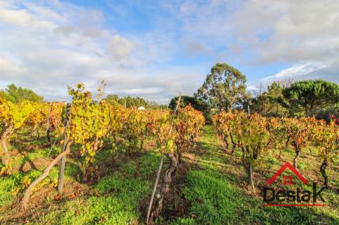 Quinta Encantadora em Parada de Gonta – 11.000 m² de Natureza, Produção e Potencial