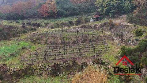 Terreno com vinha em Silgueiros, junto ao Rio Dão