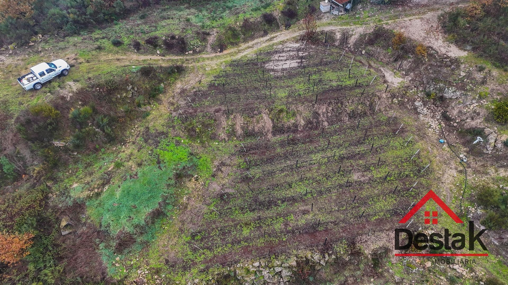 Terreno com vinha em Silgueiros, junto ao Rio Dão