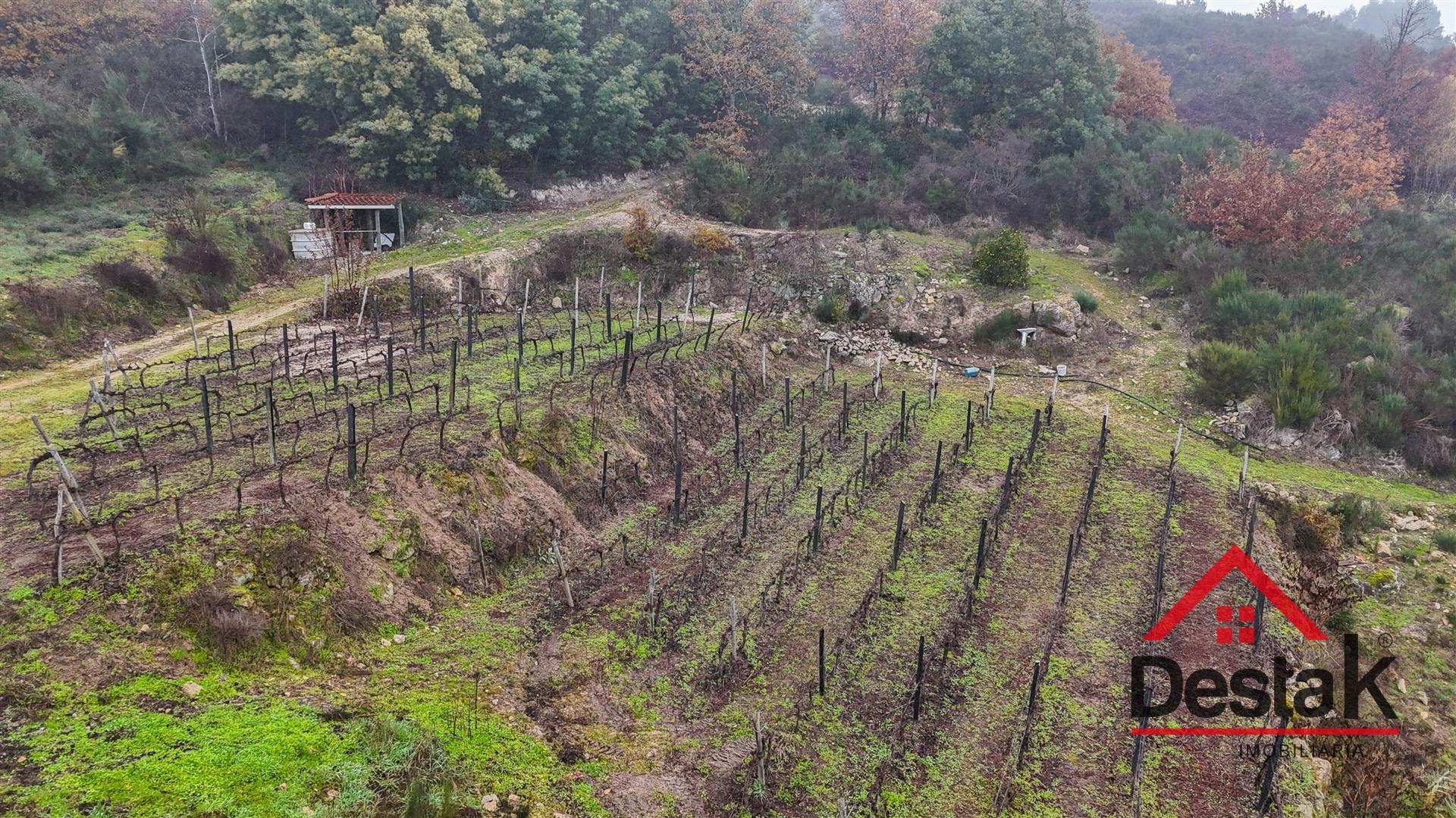 Terreno com vinha em Silgueiros, junto ao Rio Dão