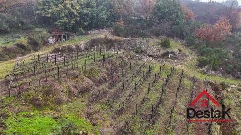 Terreno com vinha em Silgueiros, junto ao Rio Dão