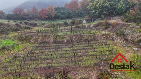 Terreno com vinha em Silgueiros, junto ao Rio Dão