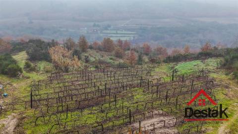 Terreno com vinha em Silgueiros, junto ao Rio Dão