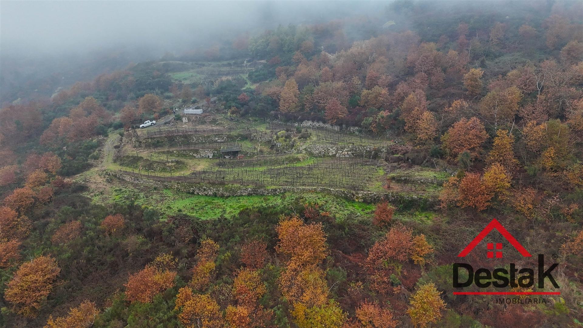Terreno com vinha em Silgueiros, junto ao Rio Dão