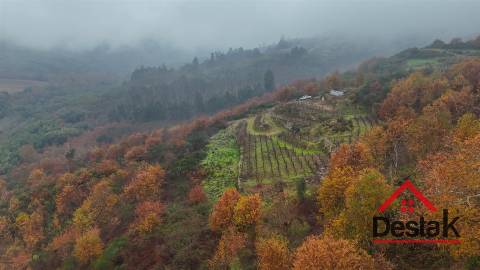 Terreno com vinha em Silgueiros, junto ao Rio Dão