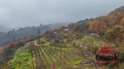 Terreno com vinha em Silgueiros, junto ao Rio Dão