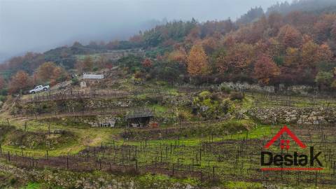 Terreno com vinha em Silgueiros, junto ao Rio Dão