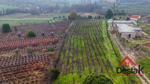 Terreno em Silgueiros com cerca de 5.000 m² junto à Quinta do Perdigão