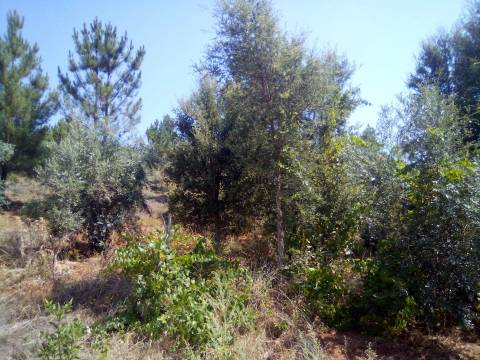 Quinta T4 Venda em Reguengo e São Julião,Portalegre