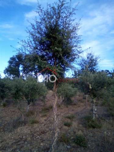Terreno Rústico  Venda em São Salvador da Aramenha,Marvão
