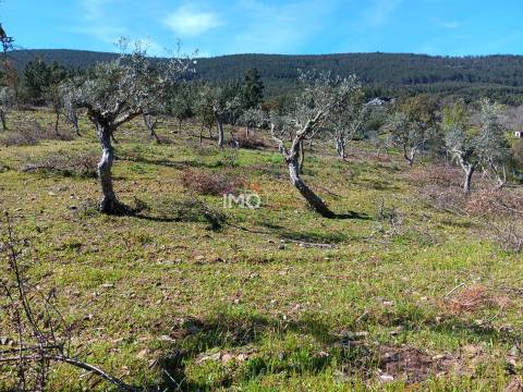 Terreno Rústico  Venda em São Salvador da Aramenha,Marvão