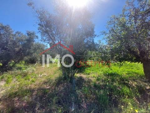 Quinta T3 Venda em Ribeira de Nisa e Carreiras,Portalegre