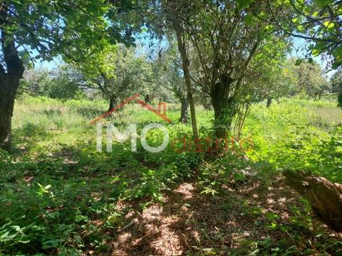 Quinta T3 Venda em Ribeira de Nisa e Carreiras,Portalegre