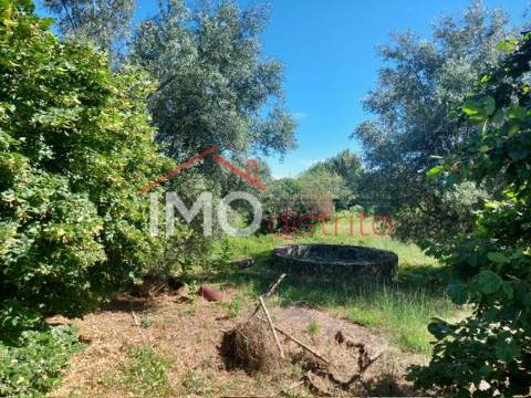 Quinta T3 Venda em Ribeira de Nisa e Carreiras,Portalegre