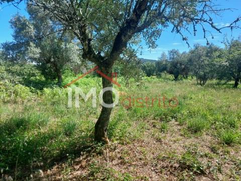 Quinta T3 Venda em Ribeira de Nisa e Carreiras,Portalegre