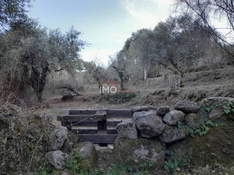 Terreno Rústico  Venda em Santa Maria de Marvão,Marvão
