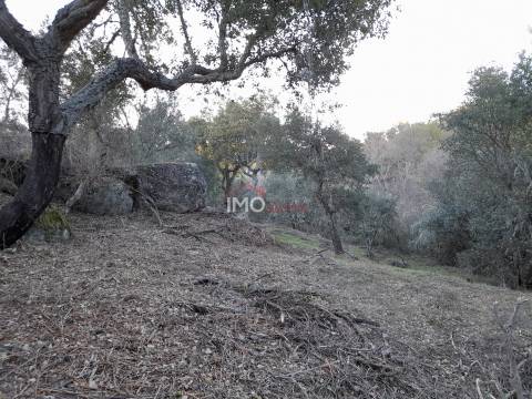 Terreno Rústico  Venda em Santa Maria de Marvão,Marvão