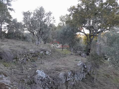 Terreno Rústico  Venda em Santa Maria de Marvão,Marvão