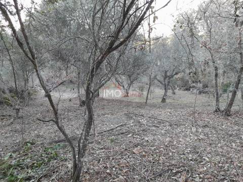 Terreno Rústico  Venda em Santa Maria de Marvão,Marvão