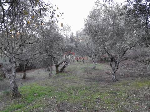 Terreno Rústico  Venda em Santa Maria de Marvão,Marvão