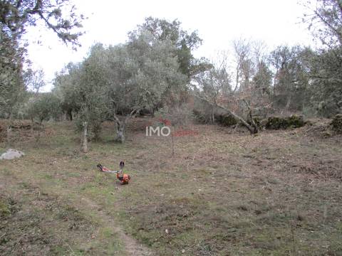 Terreno Rústico  Venda em Santa Maria de Marvão,Marvão