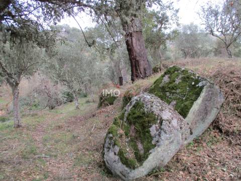 Terreno Rústico  Venda em Santa Maria de Marvão,Marvão