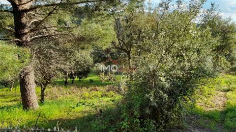 Terreno Rústico  Venda em São Salvador da Aramenha,Marvão