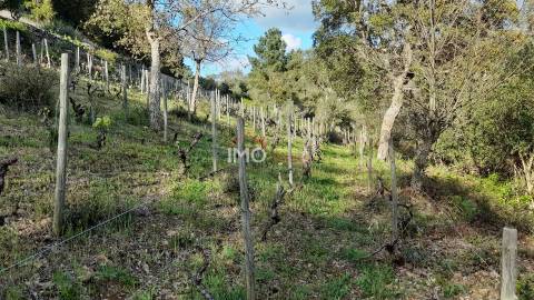 Terreno Rústico  Venda em São Salvador da Aramenha,Marvão