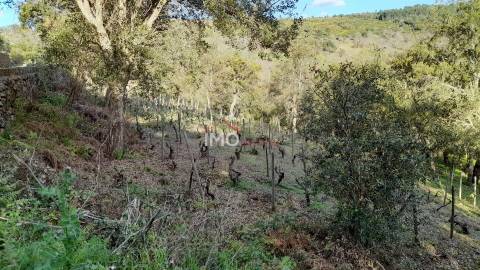 Terreno Rústico  Venda em São Salvador da Aramenha,Marvão
