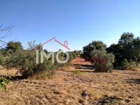 Terreno Rústico  Venda em Espírito Santo, Nossa Senhora da Graça e São Simão,Nisa