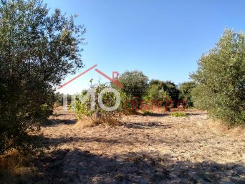 Terreno Rústico  Venda em Espírito Santo, Nossa Senhora da Graça e São Simão,Nisa