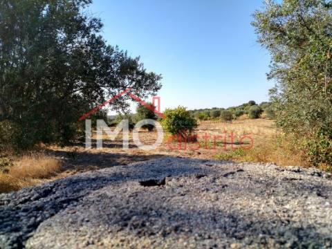 Terreno Rústico  Venda em Espírito Santo, Nossa Senhora da Graça e São Simão,Nisa
